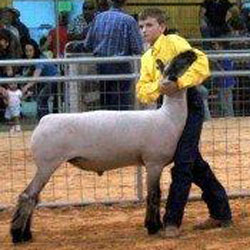 Schminke Winner